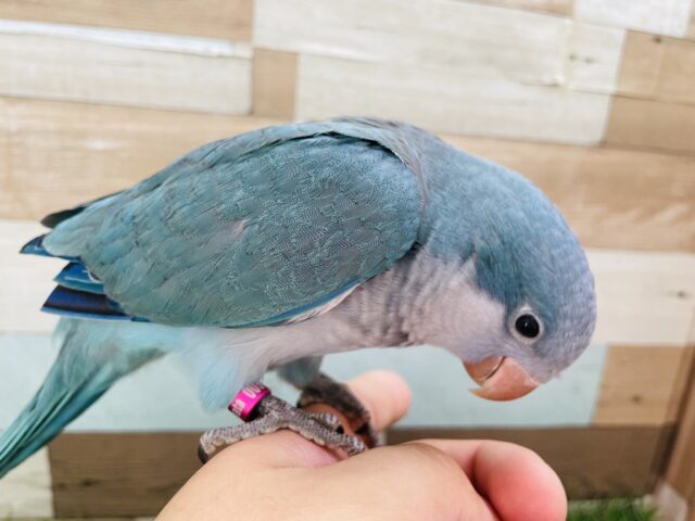 オキナインコ