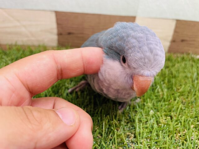 オキナインコ