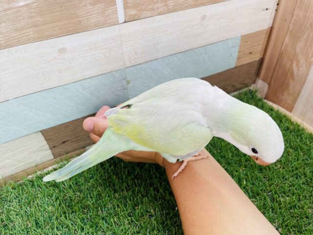 オキナインコ