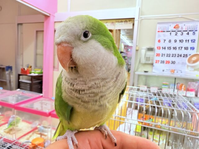 オキナインコ