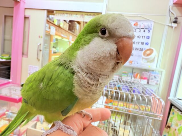 オキナインコ