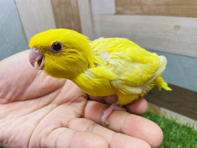 サザナミインコ