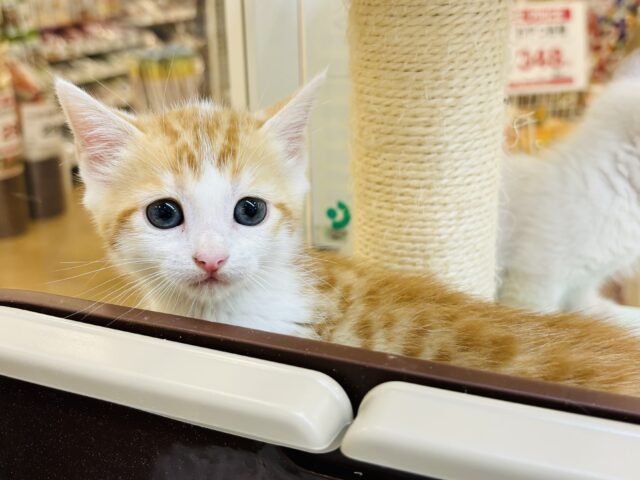 スコティッシュフォールド