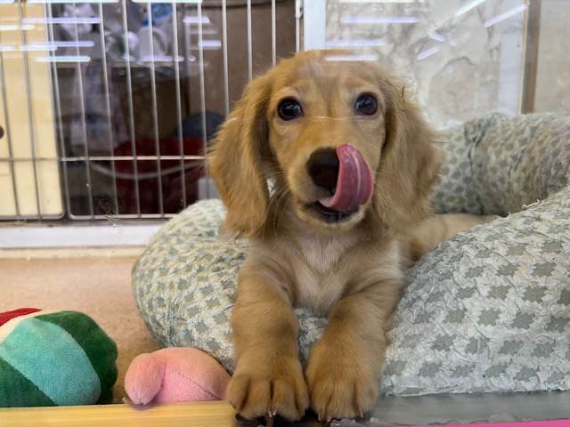 ミニチュアダックス