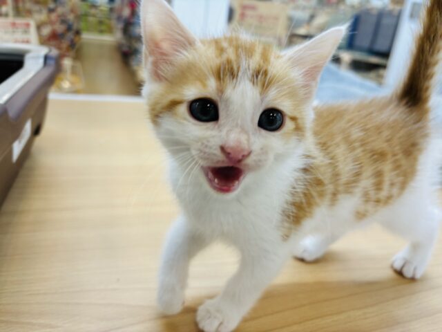 スコティッシュフォールド