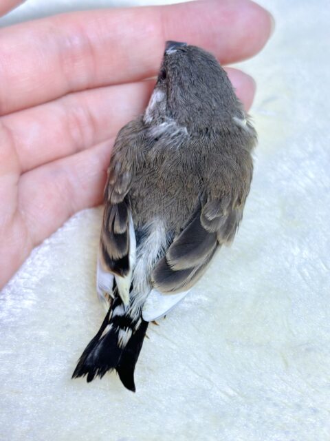 錦花鳥（キンカチョウ）