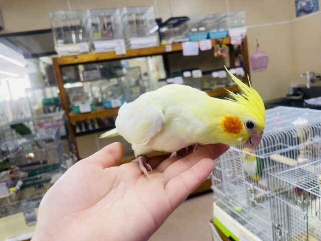 オカメインコ
