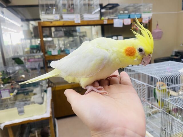 オカメインコ