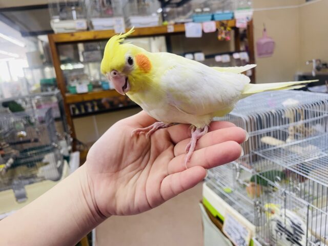 オカメインコ