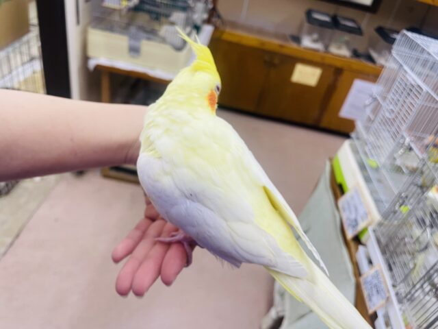 オカメインコ