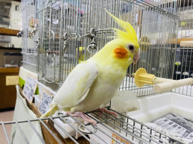 オカメインコ