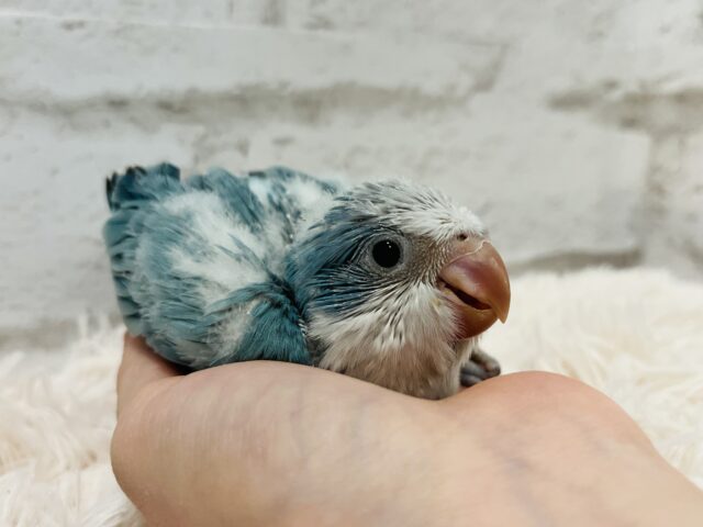 【最新画像更新🪄】イチオシカラー♡ブルー界の天使です🧚♂️オキナインコ(ブルーオパーリン) ヒナ オキナインコ
