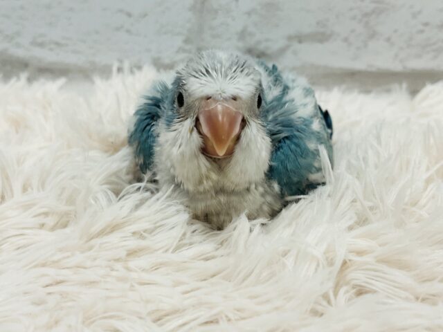 【最新画像更新🪄】イチオシカラー♡ブルー界の天使です🧚♂️オキナインコ(ブルーオパーリン) ヒナ オキナインコ