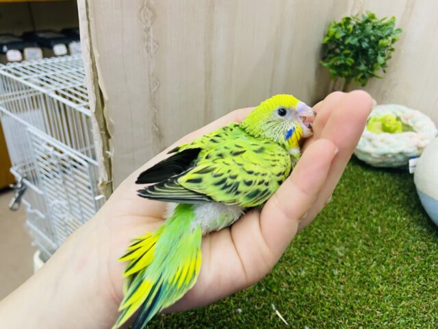 セキセイインコ