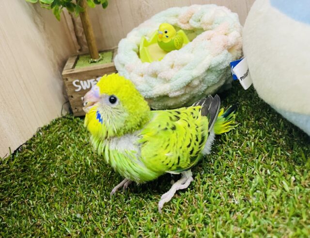 セキセイインコ