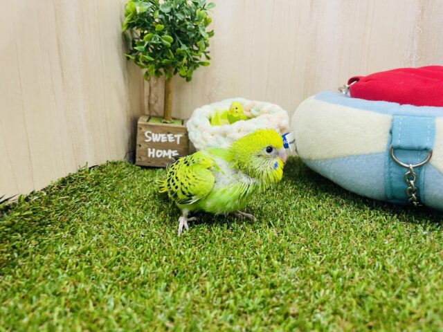 セキセイインコ