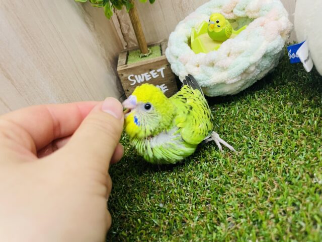 セキセイインコ