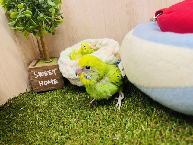 セキセイインコ