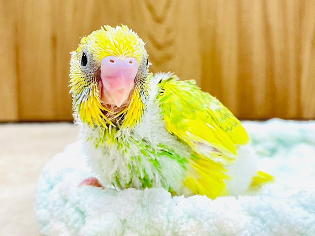 セキセイインコ
