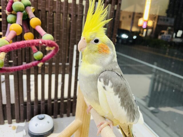 オカメインコ