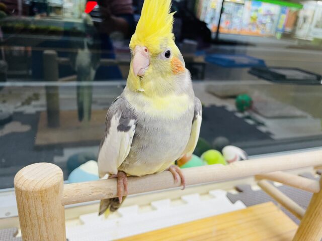 オカメインコ