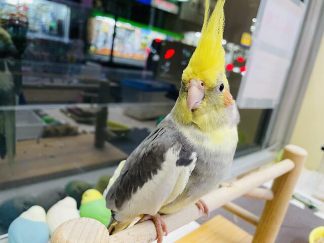 オカメインコ