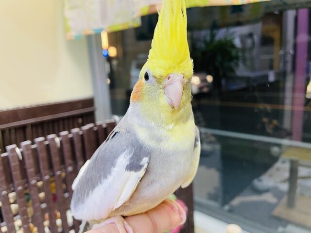 オカメインコ