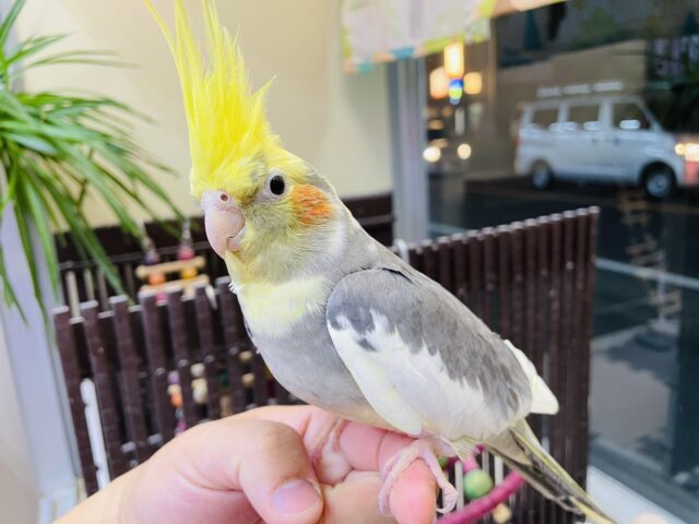 オカメインコ