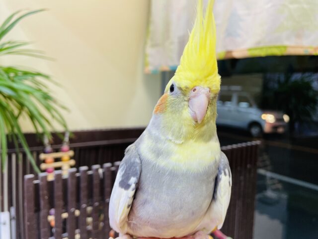 オカメインコ