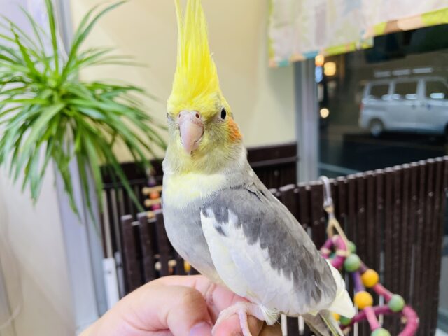 オカメインコ