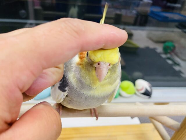 最新画像あります⭐️ヒナ餌卒業🎓立派な王冠ステキでしょ‼️オカメインコ(パイド) オカメインコ
