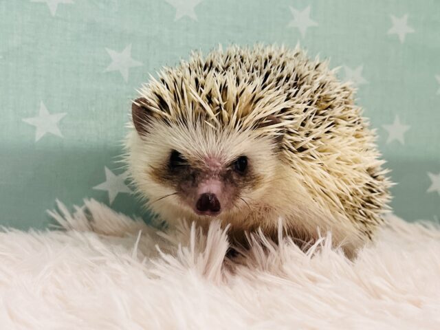 ハリネズミ（ヨツユビハリネズミ）