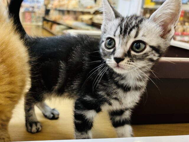 アメリカンショートヘア