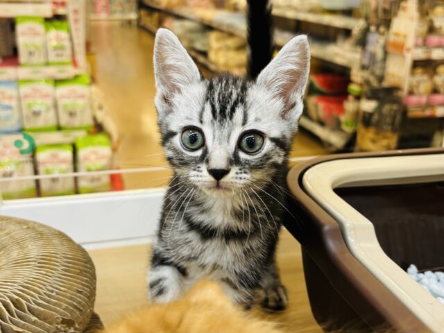 アメリカンショートヘア