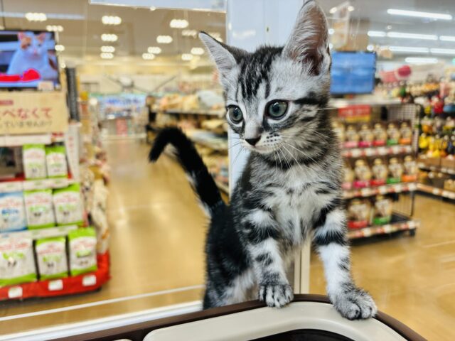 アメリカンショートヘア