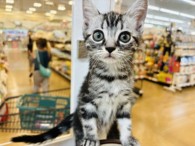 アメリカンショートヘア