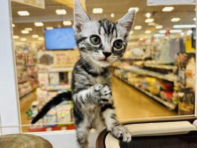 アメリカンショートヘア