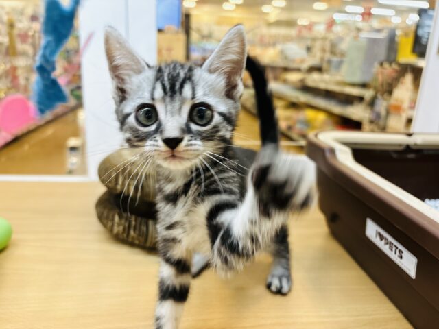 アメリカンショートヘア