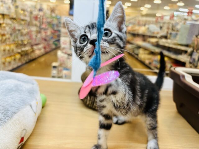 アメリカンショートヘア