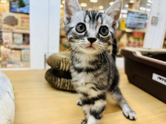 アメリカンショートヘア