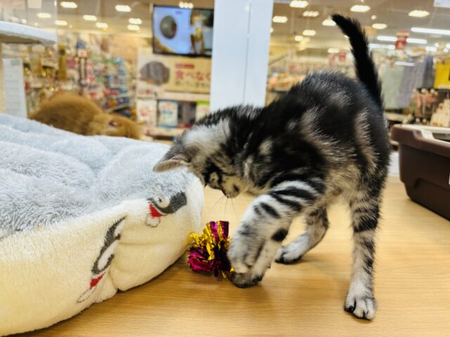 アメリカンショートヘア