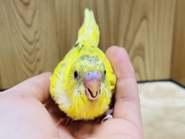 セキセイインコ