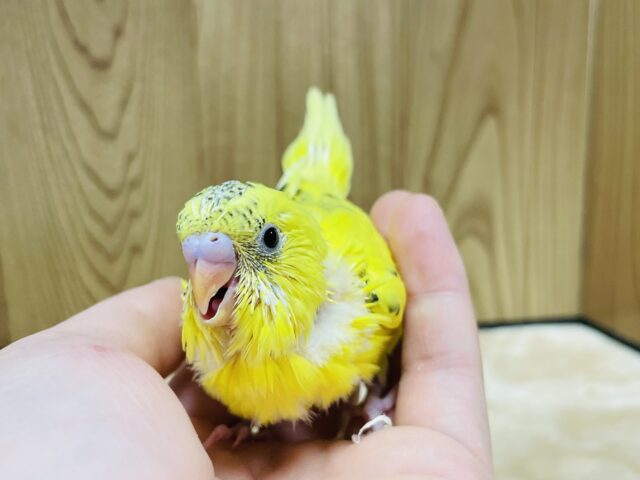 セキセイインコ