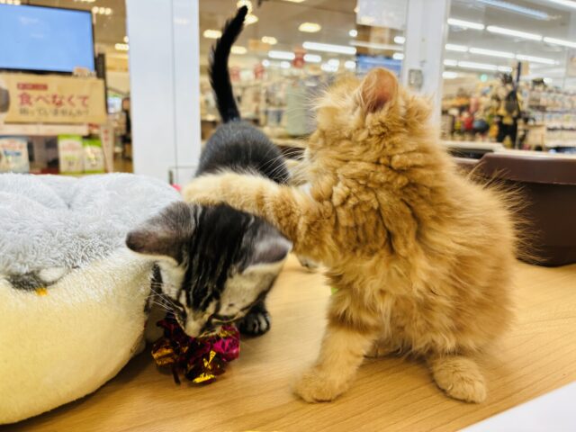 アメリカンショートヘア