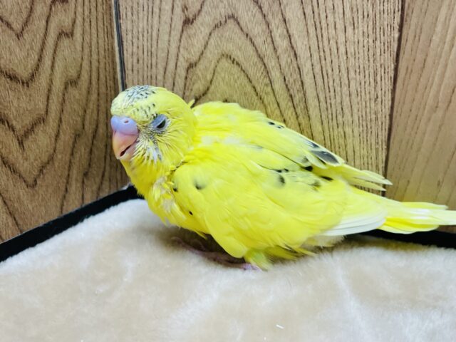 セキセイインコ