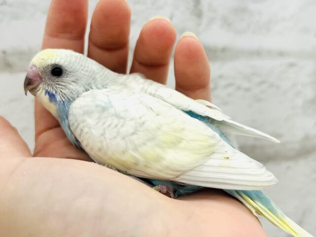 最新画像になります☆ カキカキ大好き~~♪ セキセイインコ(パステルレインボースパングル) ヒナ セキセイインコ