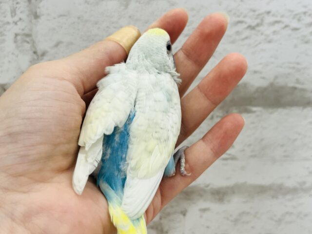 最新画像になります☆ カキカキ大好き~~♪ セキセイインコ(パステルレインボースパングル) ヒナ セキセイインコ