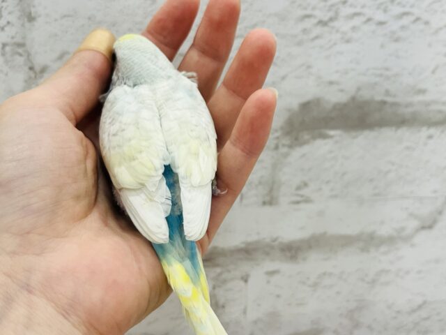 最新画像になります☆ カキカキ大好き~~♪ セキセイインコ(パステルレインボースパングル) ヒナ セキセイインコ