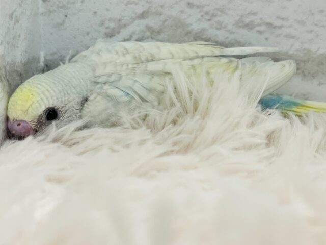 最新画像になります☆ カキカキ大好き~~♪ セキセイインコ(パステルレインボースパングル) ヒナ セキセイインコ