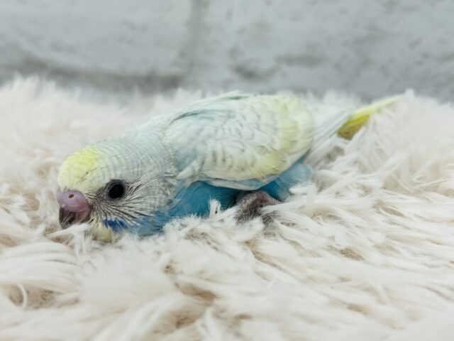 最新画像になります☆ カキカキ大好き~~♪ セキセイインコ(パステルレインボースパングル) ヒナ セキセイインコ